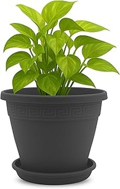 Guía para elegir la maceta con drenaje perfecta para tus plantas tropicales