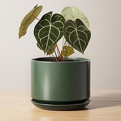 Guía para elegir la maceta con plato perfecta para tus plantas
