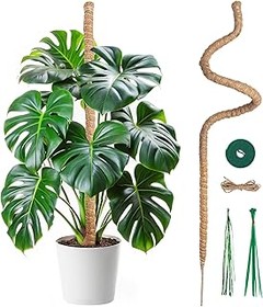 Guía para instalar y utilizar tutores altos en plantas de interior
