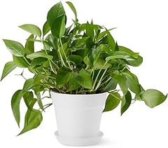 Las Mejores Macetas Decorativas para Plantas de Interior en 2023