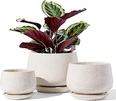 Comparativa de Marcas de Macetas de Cerámica para Plantas de Interior