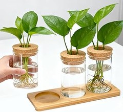 Cómo seleccionar el mejor kit de esquejado para tus plantas de interior