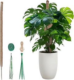 kits completos para propagar pothos y monstera