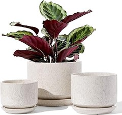 Comparativa de las mejores macetas con drenaje para plantas tropicales