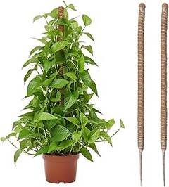 Problemas frecuentes al usar tutores para pothos y sus soluciones