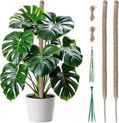 tutores pequeños para pothos de interior