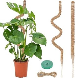 Beneficios de utilizar tutores altos en tus plantas trepadoras de salón