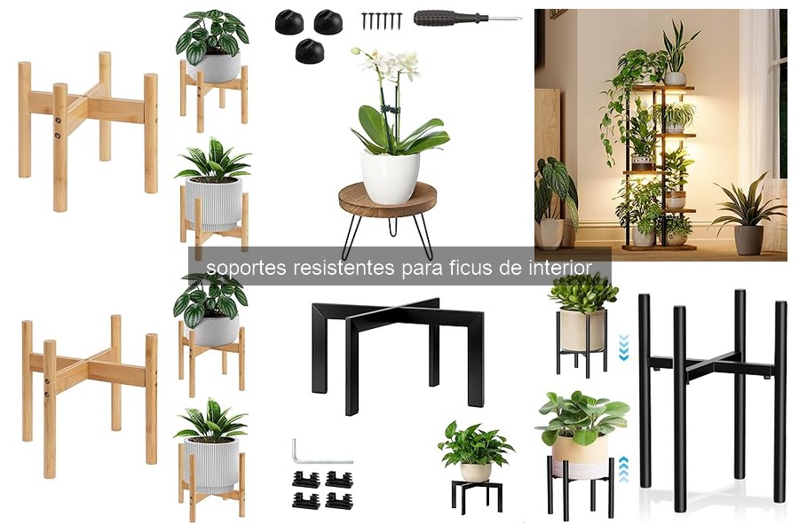 Características clave de soportes resistentes para ficus