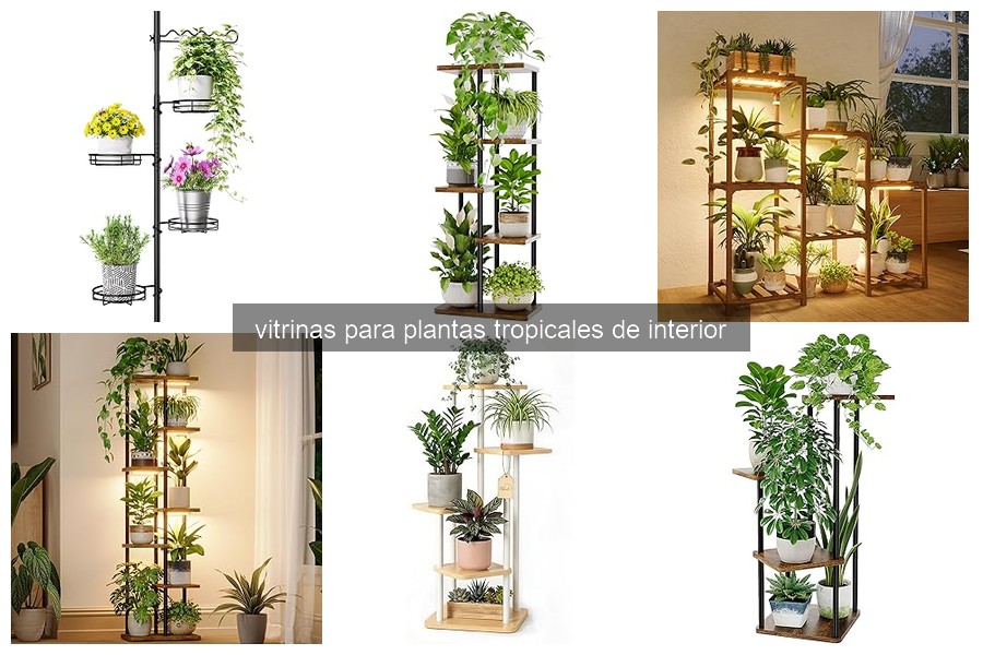 Cómo colocar y mantener vitrinas para plantas tropicales