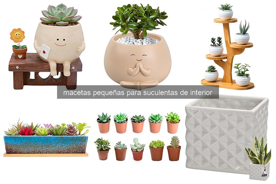 Cómo cuidar suculentas en macetas pequeñas fácilmente
