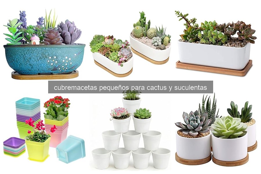 Cómo elegir el cubremacetas ideal para tus suculentas