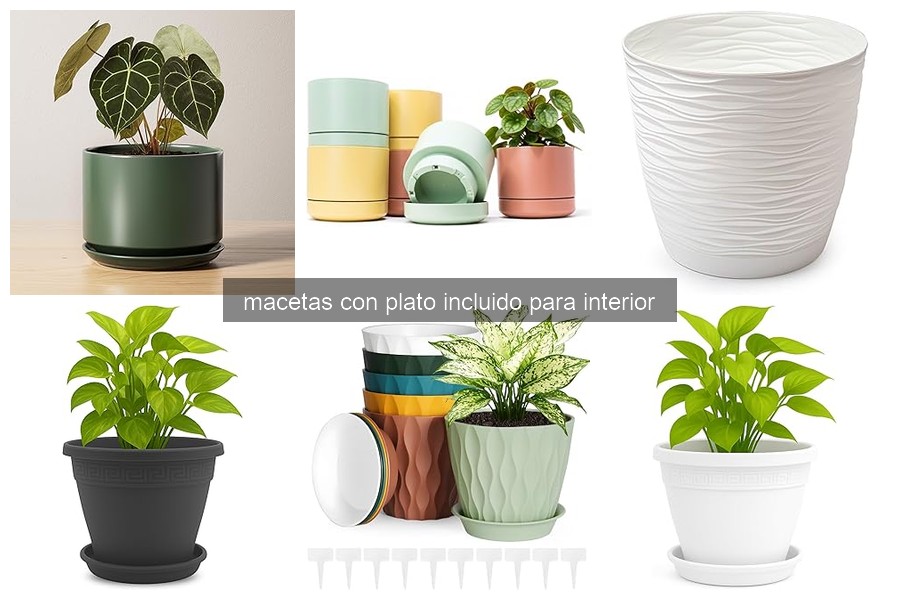Cómo elegir la maceta con plato ideal para tus plantas
