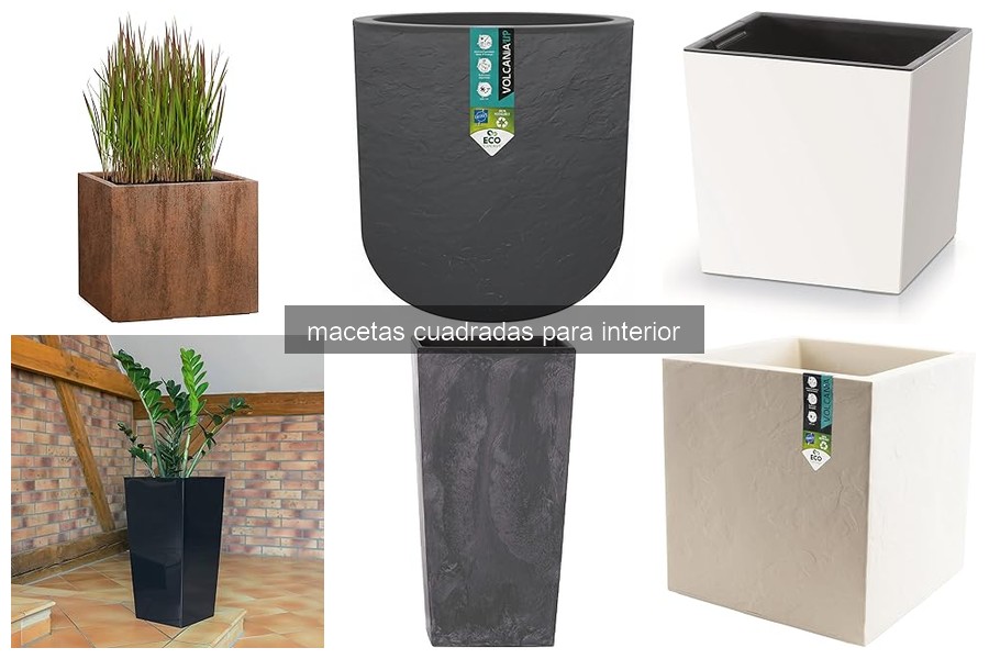 Cómo elegir la maceta cuadrada perfecta para tus plantas