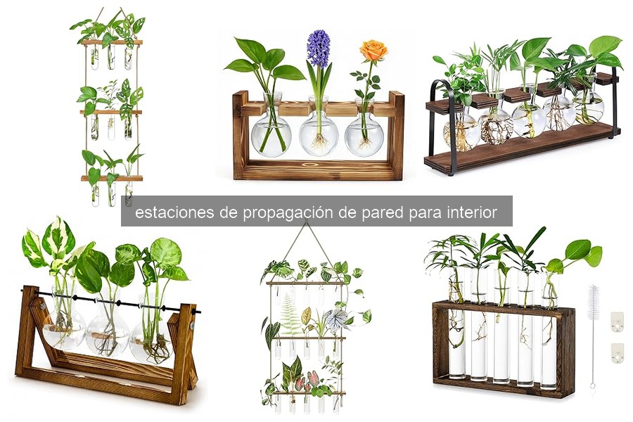 Cómo elegir la mejor estación de propagación para plantas interiores