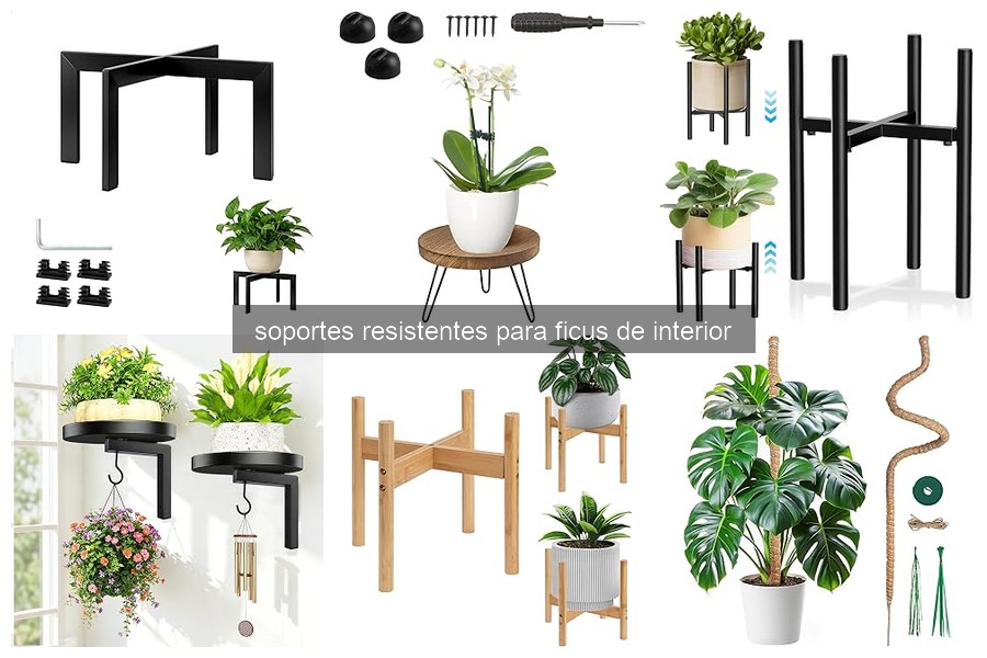 Cómo instalar un soporte para ficus de interior correctamente