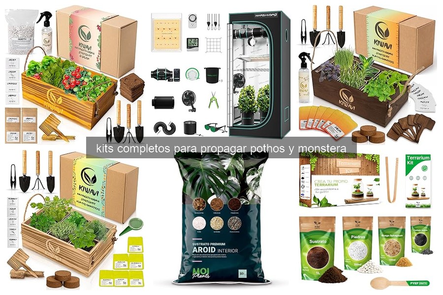 Cómo usar un kit para propagar pothos y monstera