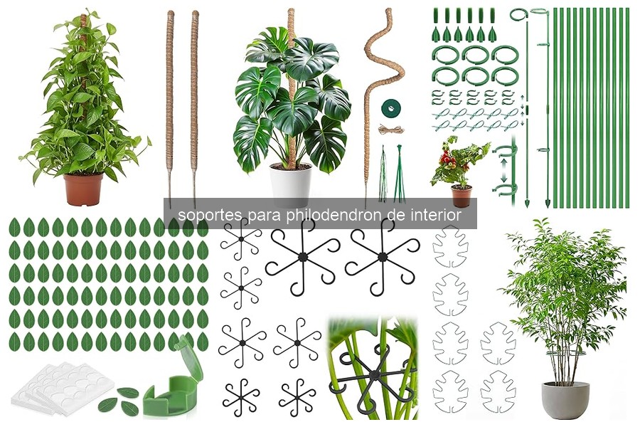 Errores comunes al usar soportes para Philodendron