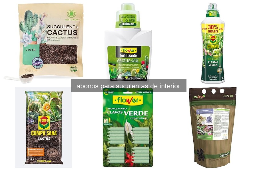 Fertilización de Suculentas de Interior: Cómo Hacerlo Correctamente