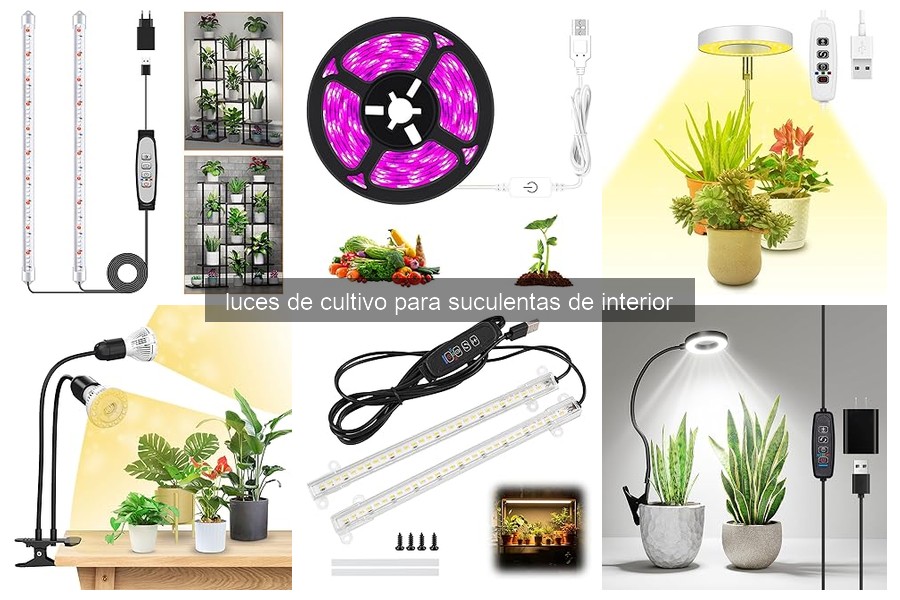 ** Guía de compra de luces de cultivo para suculentas de interior