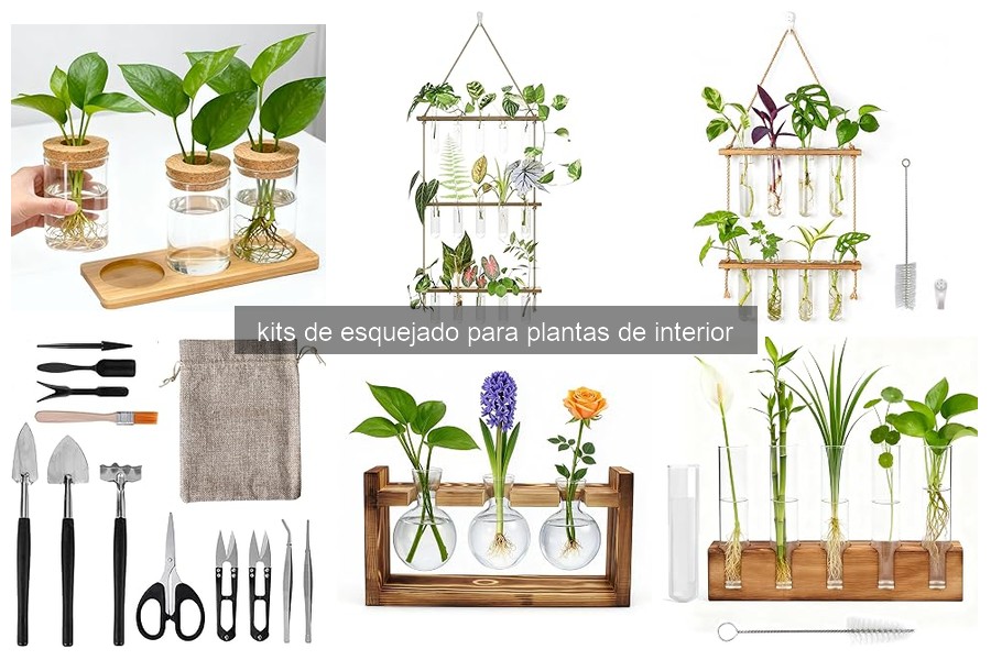 Guía para elegir el mejor kit de esquejado de plantas de interior