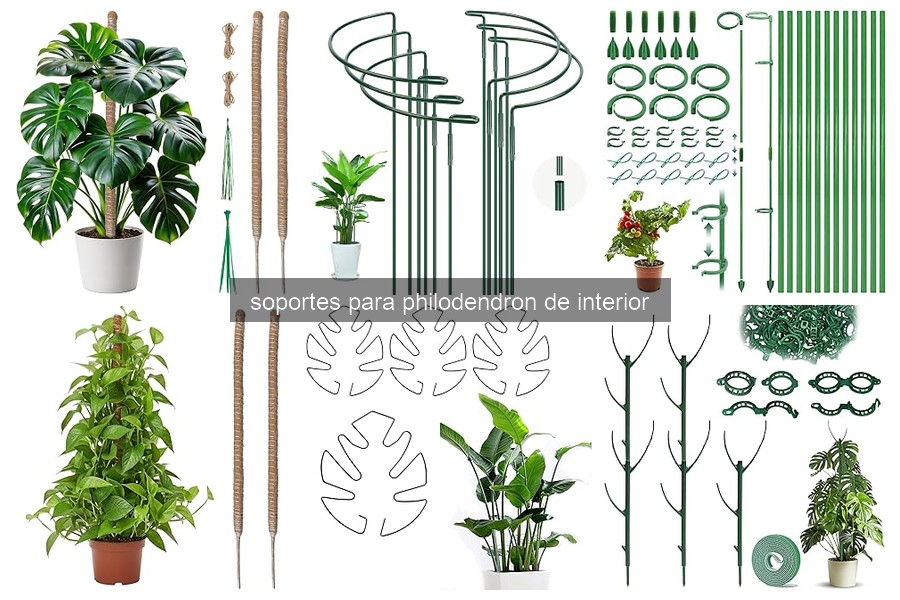 Guía para elegir el soporte ideal para tu philodendron
