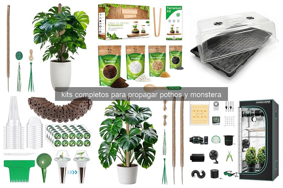 Kits completos para propagar Pothos y Monstera: ¿Qué son?