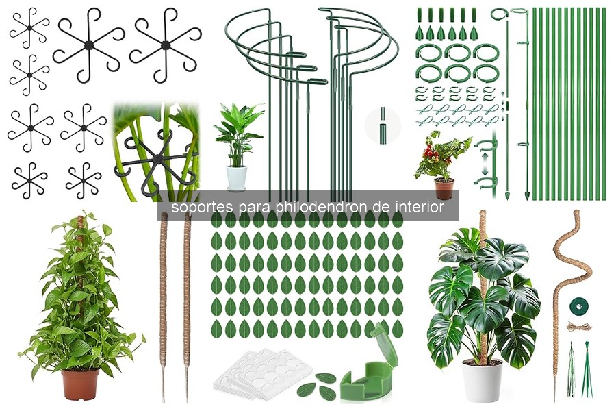 Mejores soportes para philodendron: comparativa de tipos