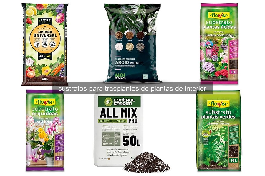 Mejores sustratos para trasplantes de plantas de interior