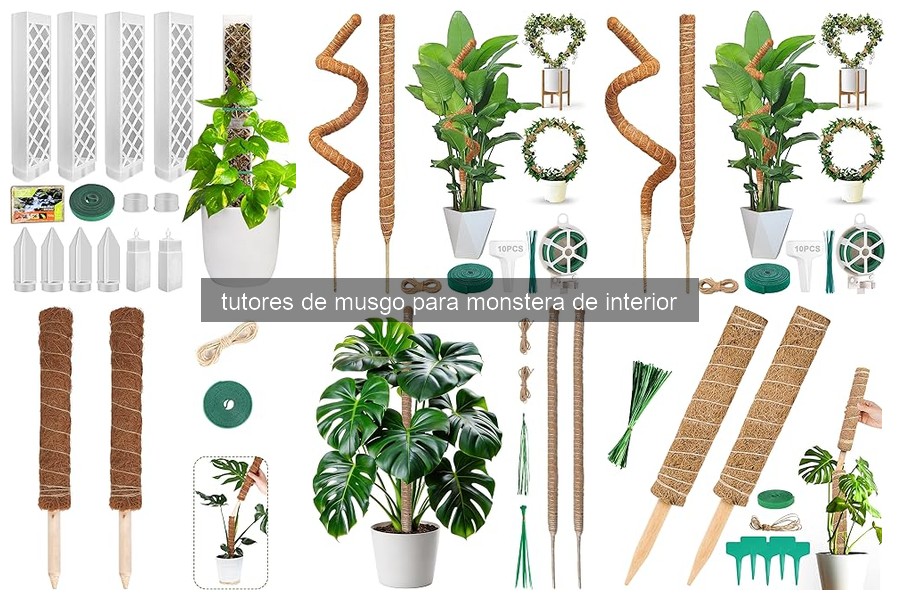 Mejores tutores de musgo para monstera de interior en 2026