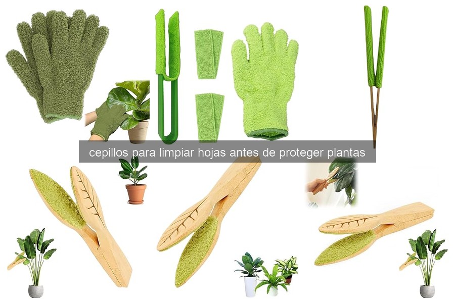 Problemas comunes al limpiar hojas de plantas y sus soluciones