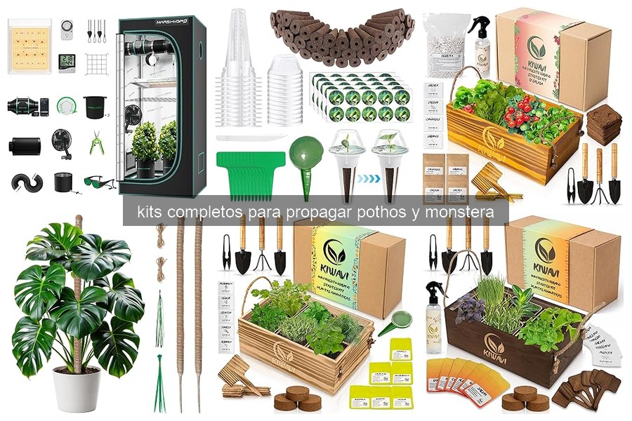 Problemas comunes al usar kits para propagar pothos y monstera