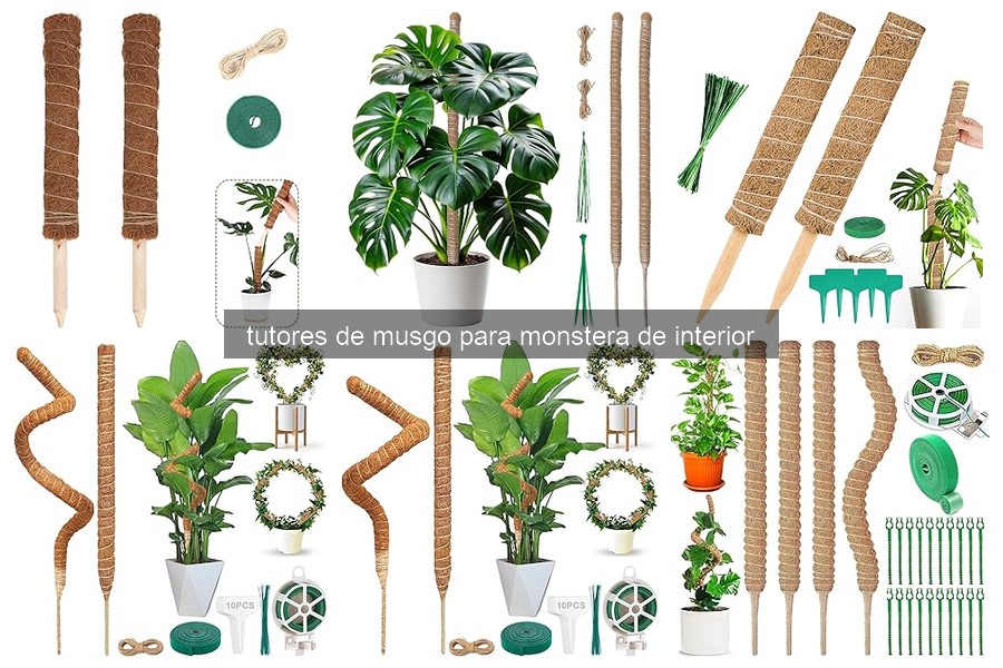 Problemas comunes al usar tutores de musgo en monstera