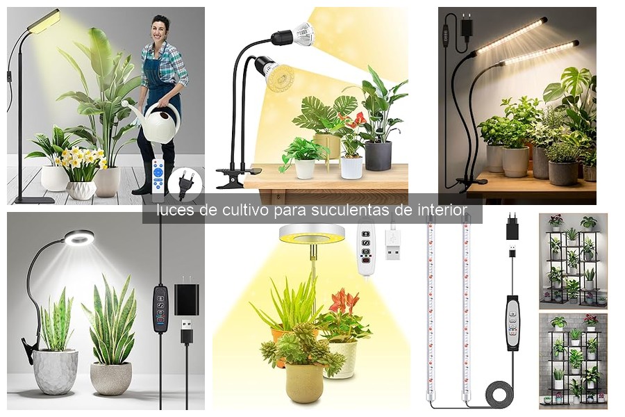 Problemas comunes con luces de cultivo para suculentas