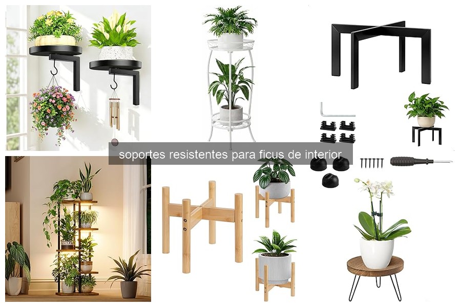 Problemas comunes con soportes para ficus de interior y soluciones