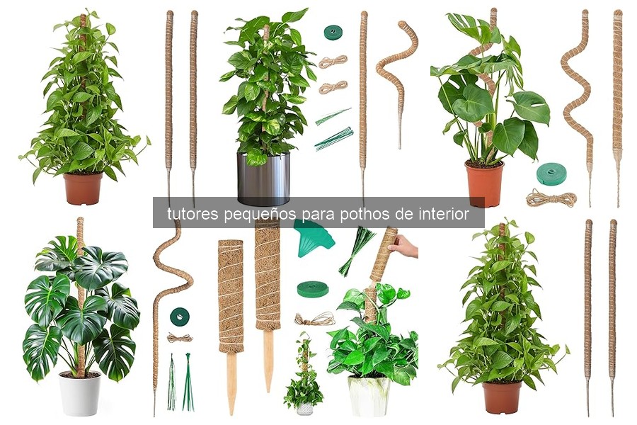 Problemas comunes con tutores para pothos y cómo solucionarlos