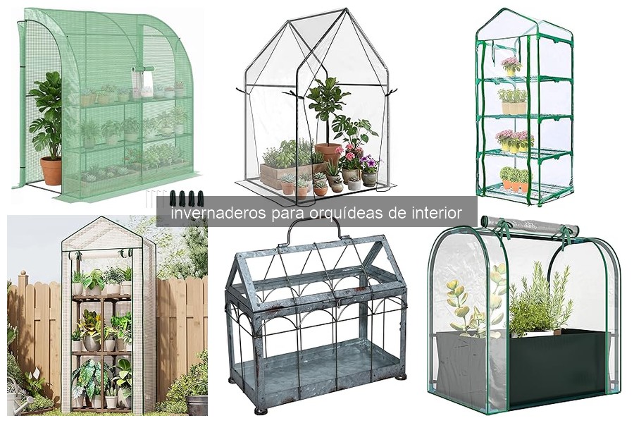 ¿Qué es un invernadero para orquídeas de interior?