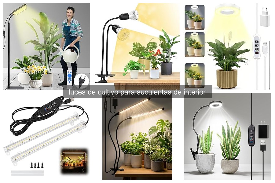 ¿Qué son las luces de cultivo para suculentas de interior?