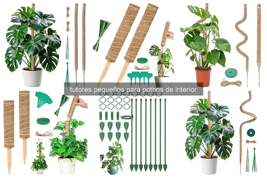 Qué son los tutores para pothos y su importancia