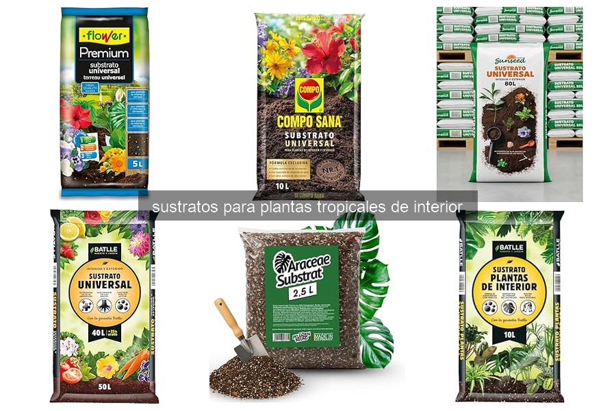 Sustratos ideales para plantas tropicales de interior