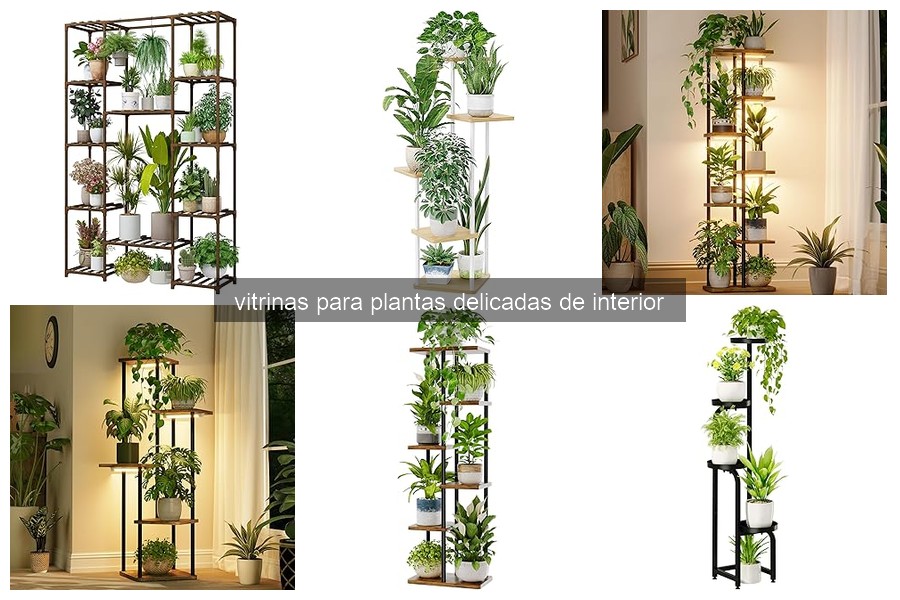 Vitrinas para plantas delicadas: ¿Qué son y características?