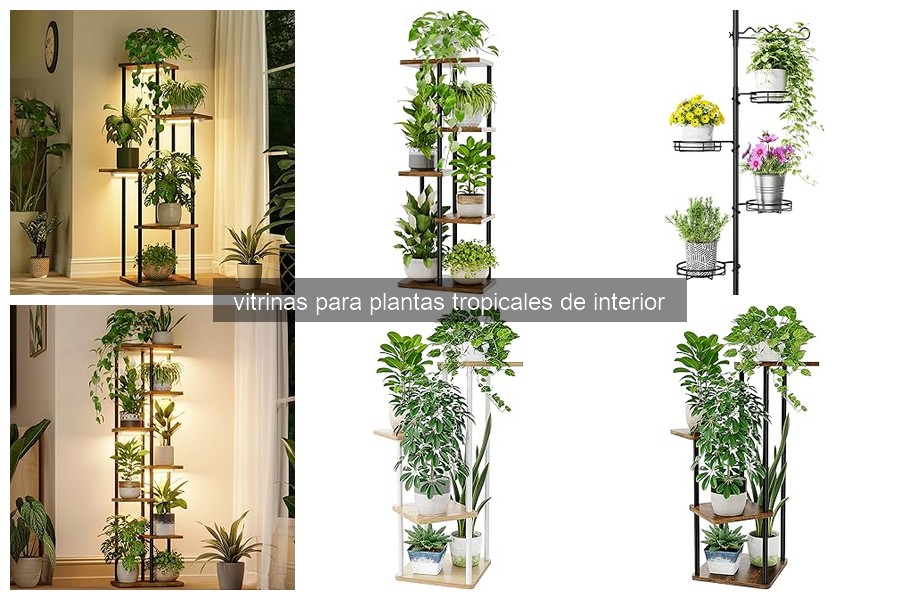 Vitrinas para Plantas Tropicales: Beneficios y Características